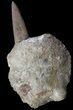 Xiphactinus Pre-Maxillary with Tooth - Smoky Hill Chalk, Kansas #64167-1